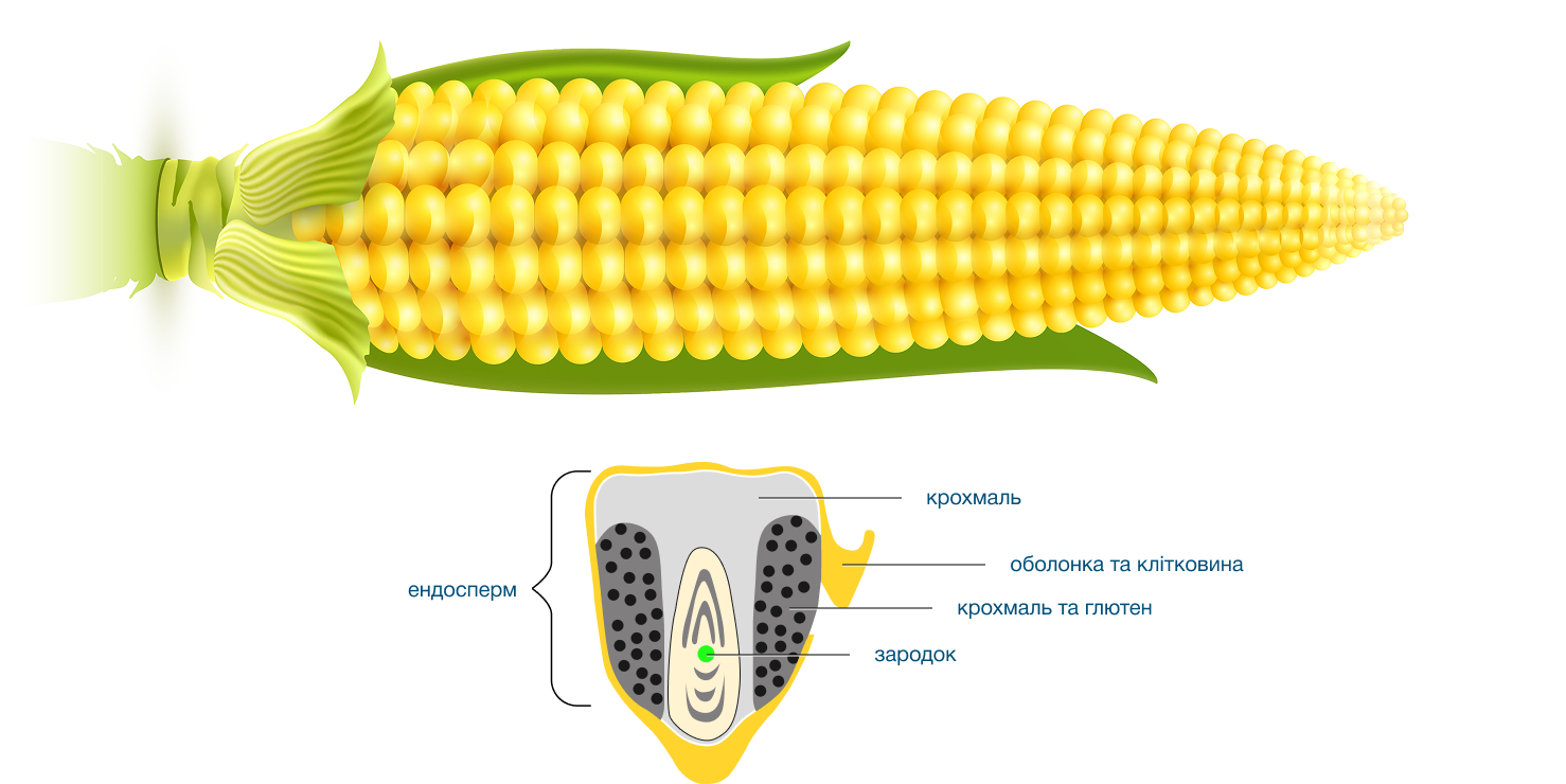 Структура зерна кукурудзи