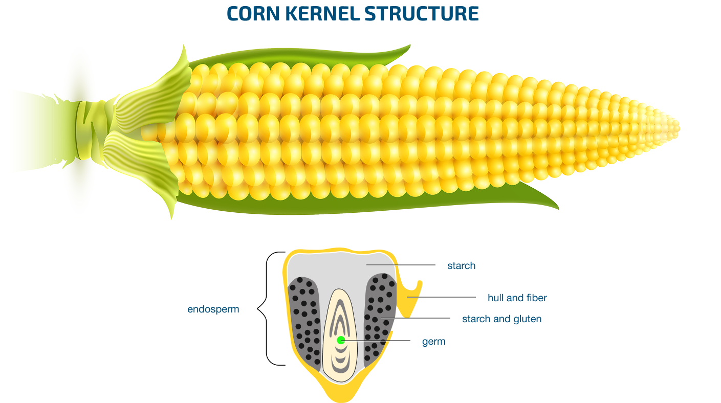 Corn Kernel Structure